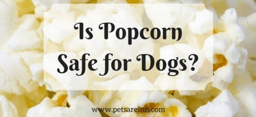 Is Popcorn Safe for My Dog?
