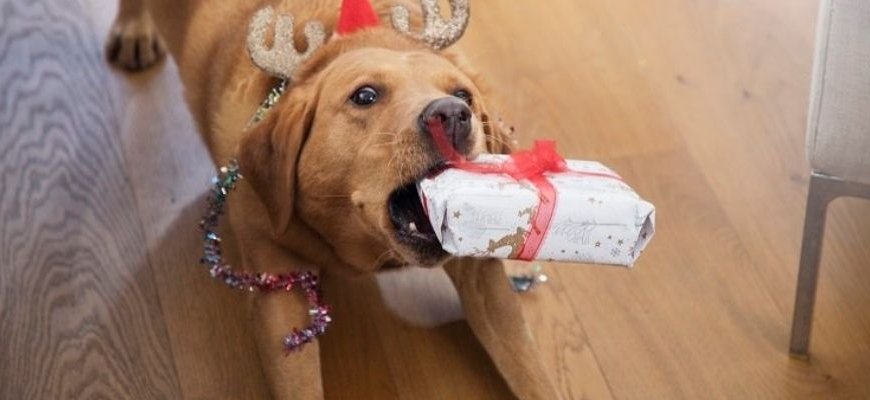 The Best Pet Gifts for This Holiday