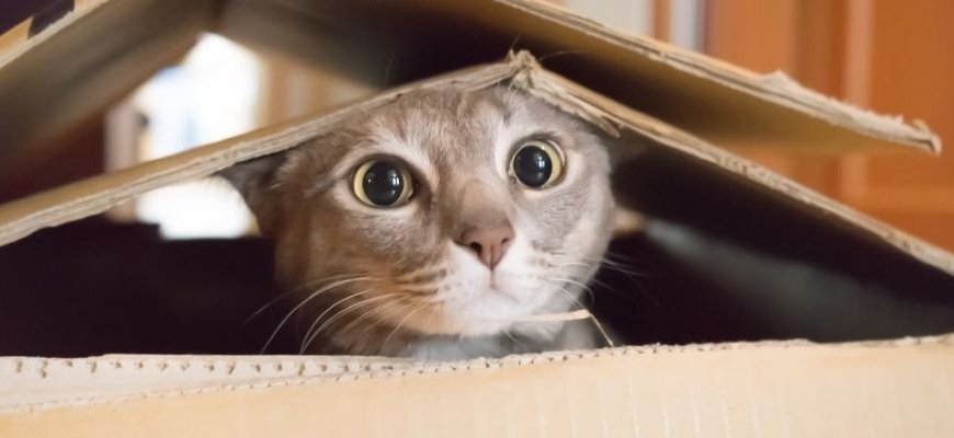 Why do Cats Love Boxes?