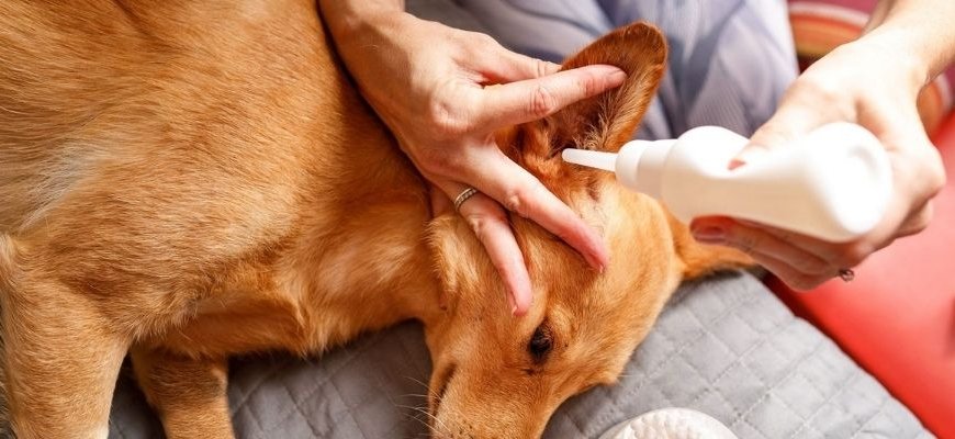 The Proper Way to clean your dog’s ears