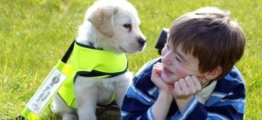 News About Pets and Autism