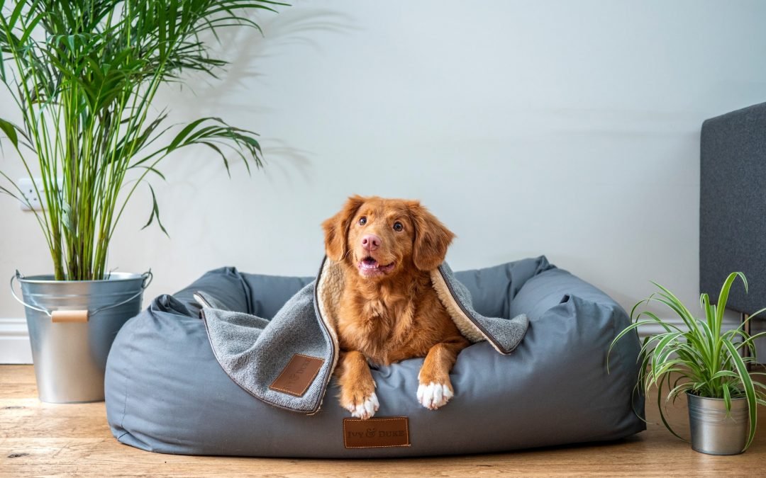 The Look at How Cage-Free Dog Boarding Can Benefit Your Dog While You’re Away