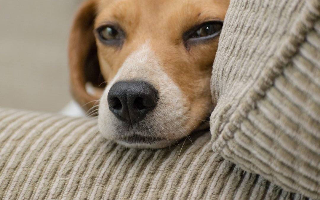 Paws Off: Strategies for Leaving Your Dog Alone Without Worry