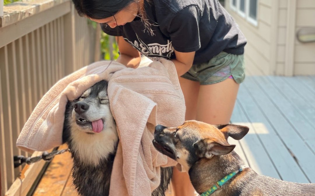 Pets Are Inn - Pre-screened Private Homes for Pet Care in Plano, Texas